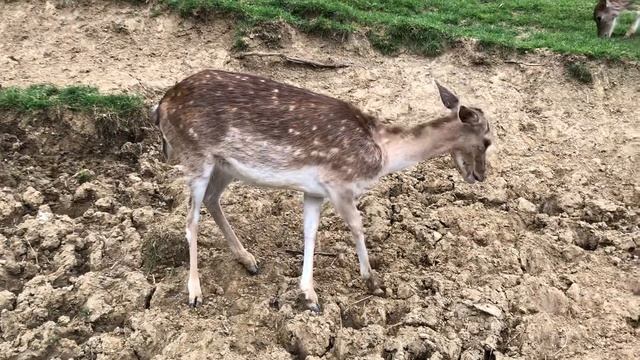Прием на усадьбе Еленов Гребень, наблюдение за оленями. смотреть онлайн