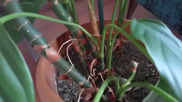 BARIŞ ÇİÇEĞİ BAKIMI ve ÇOĞALTILMASI смотреть онлайн