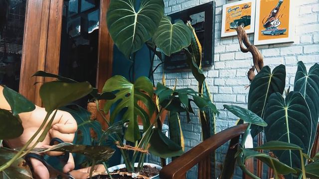 UNBOXING#2 - EPIPREMNUM PINNATUM VARIGATA INDONESIA