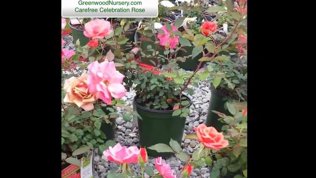 Carefree Celebration Rose