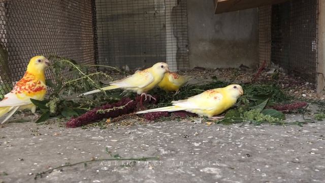 Певчие попугаи / Grass parrot смотреть онлайн