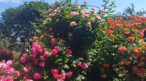 Кустовые - плетистые розы. Особенности выращивания и буйство цветения.