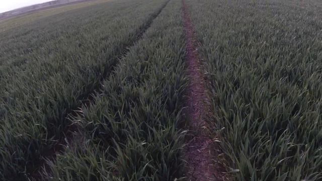 Pszenica Linus na tanich fungicydach смотреть онлайн