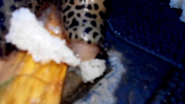 Слизень Limax maximus Леопардовый смотреть онлайн