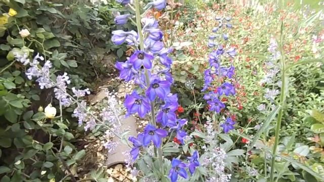 Delphinium Black Knight Group смотреть онлайн