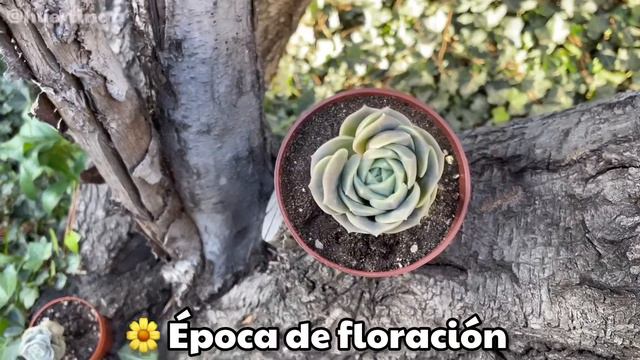 GRAPTOVERIA LOVELY ROSE | Cuidados