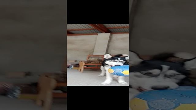 (2 часть) про нашу собаку Мави