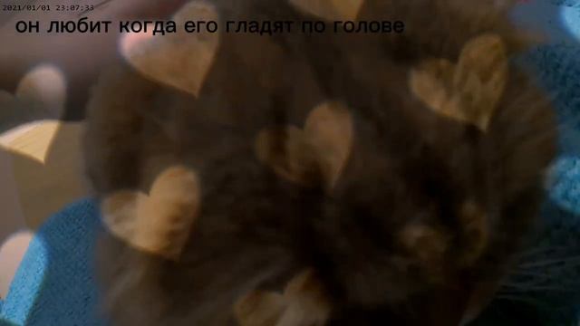 мини рассказ про моего кота. смотреть онлайн