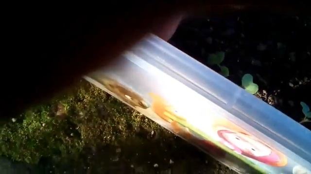 Как сделать террариум для «рептилий»