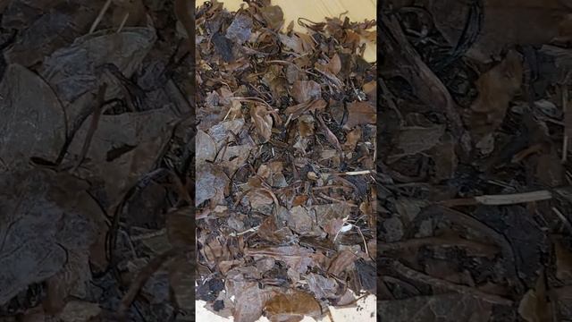 боровая матка для заказа https://medbka.ru/image/catalog/borovaia-matka-min.jpg смотреть онлайн