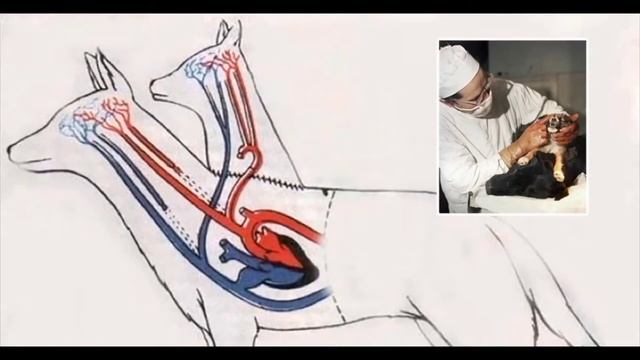 a two-headed dog, a terrible Soviet experiment! двухголовая собака. смотреть онлайн