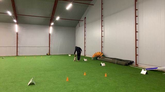 Калашников Дмитрий и бретонский эпаньол Мая, РО дебют, 14.11.2020 смотреть онлайн
