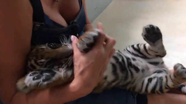 🐯тигрята 🐯 Тайланд/Паттайя смотреть онлайн