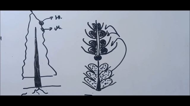 Размножение древесных растений (кратко) смотреть онлайн