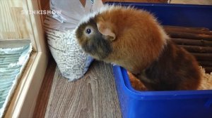 МОЙ ВЕЧЕР с питомцами / Уборка у Морских Свинок / SvinkiShow