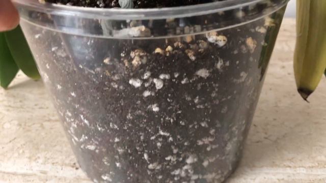 ОРХИДЕИ. Месяц с начала эксперимента - цветут! ORCHIDS. A month after I started my experiment. смотреть онлайн