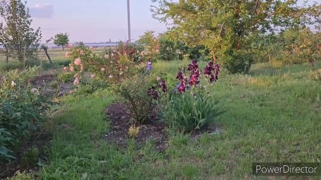 сад-огород 260 томатов,50 бирючин,1 нимфея и др. смотреть онлайн