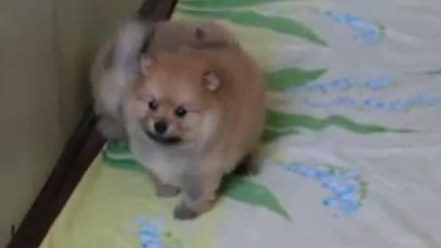 шпиц щенки.mov смотреть онлайн