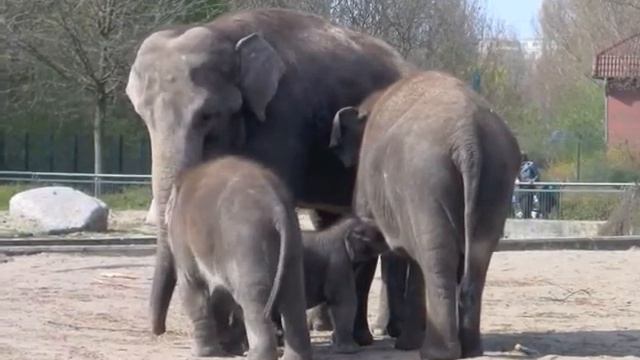 Zoo Friedrichsfelde смотреть онлайн