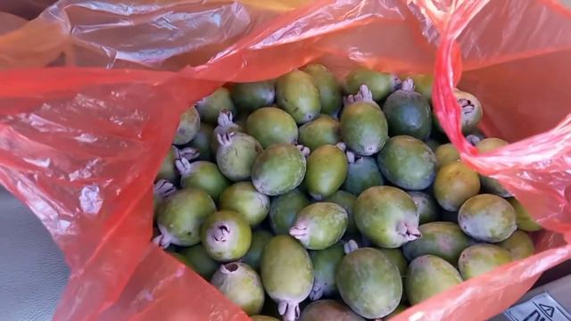 Фейхуа и киви. Вот как бывает, когда в хороших отношениях с собственниками недвижимости. смотреть онлайн