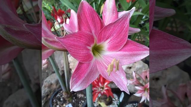 ว่านสี่ทิศ Amaryllis มาอัพเดท...Neon/นีออน🌸🌸🌸 смотреть онлайн
