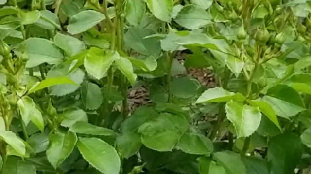 ROSA 'POPCORN DRIFT' SHRUB