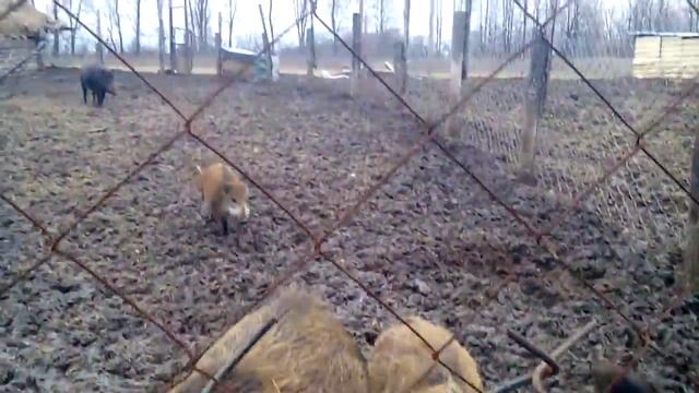 Дикие кабаны в домашних условиях смотреть онлайн