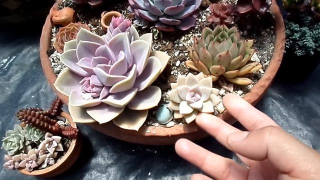 MIS ARREGLOS SUCULENTOS | #RETO 😍🤩
