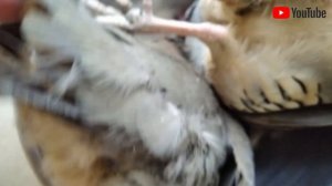 #Фальш самец+#горная куропатка+#кеклик