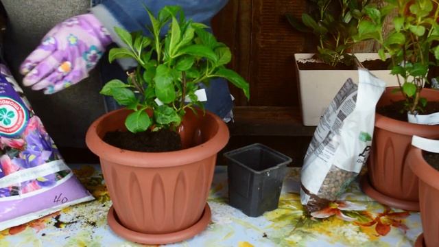 Как вырастить гортензию в горшке? Гортензия крупнолистная. Уход, удобрения и пересадка смотреть онлайн