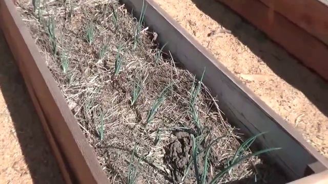 Картошка через месяц после посадки смотреть онлайн