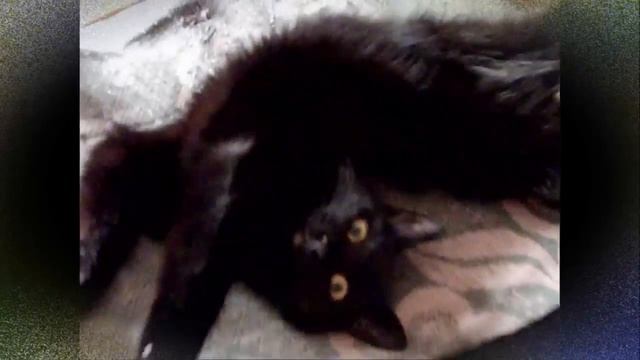 Улыбнёмся - кошки смотреть онлайн