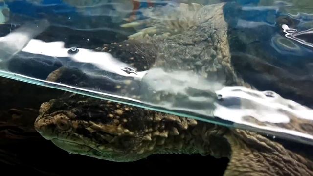 КАЙМАНОВАЯ ЧЕРЕПАХА - Common snapping turtle смотреть онлайн