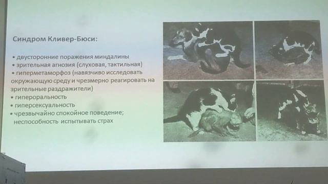 Нейрофизиология эмоций. Лекція