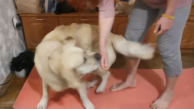 Онлайн курс Нед.4 Лежать - Стоять (2) смотреть онлайн