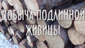 Добыча подлинной живицы. Лечебная живица лиственницы.