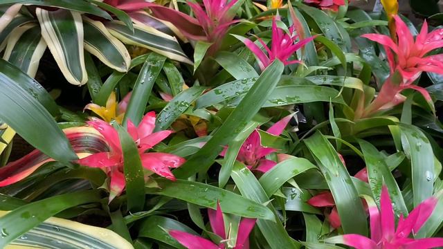 Home Depot Big Box House Plant Shopping Tour with Buying Tips Florida смотреть онлайн