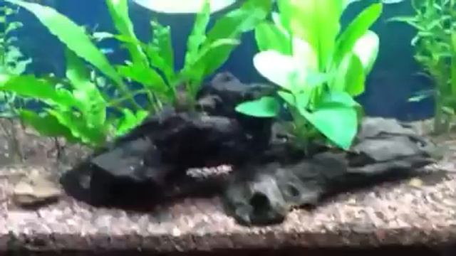 Some stuff I got for my 20 gallon planted tank. смотреть онлайн