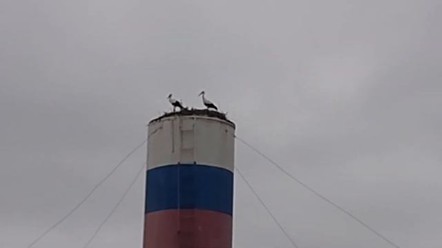 11.8.20. Аисты на Башне. Ооо Дик Калужская область. #дикфарм #dikfarm смотреть онлайн