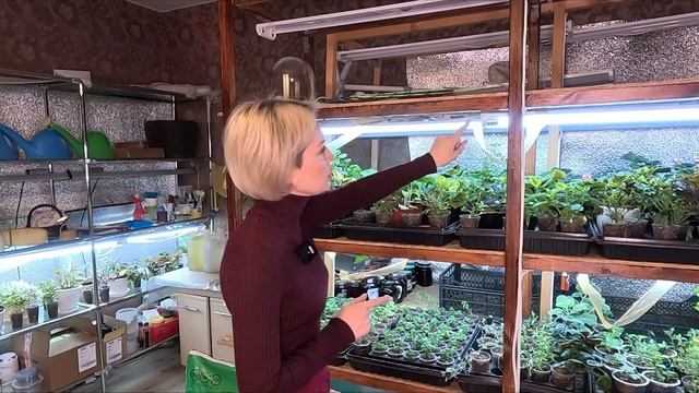 КАЛИБРАХОА КАК СОХРАНИТЬ КАЛИБРАХОА ЗИМОЙ В КОМНАТЕ смотреть онлайн