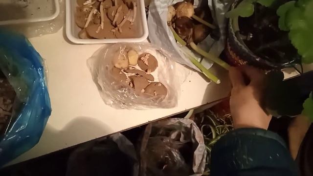 Не выбрасываю ростки картофеля!Сначала рассада, затем в грядку! смотреть онлайн