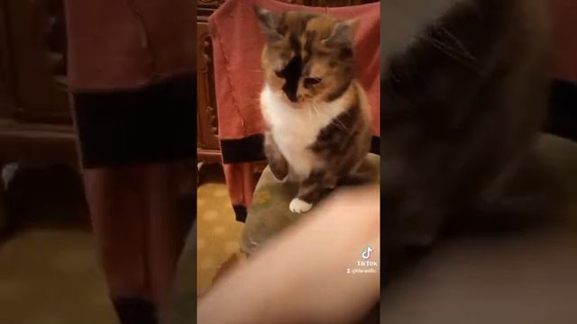 Знакомьтесь это моя принцесса 👸. Ее зовут Клеопатра.Моя Клепоша тоже любит сниматься в видео 🎞 😊. смотреть онлайн