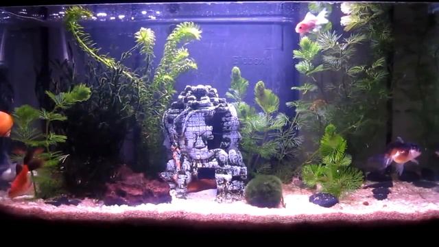 Аквариум с рыбками релакс, классическая музыка, Aquarium fish relaxation , classical music смотреть онлайн