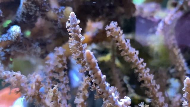 REEF RELAX - Reef Tanks & Chillout Music - LOFI 