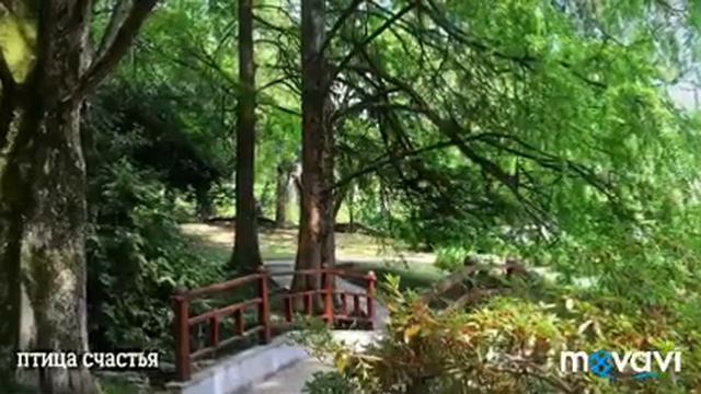 Сочинский Дендрарий смотреть онлайн