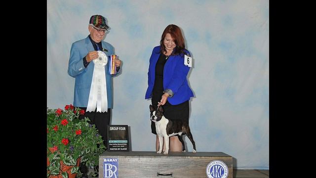 What Is The Boston Terrier Standard For Colors? The Truth About Boston Terrier Colors Episode
