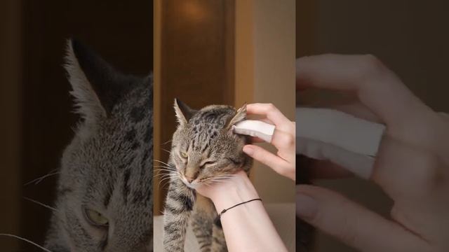 Анатомическая влажная салфетка-напальчник для ухода за ушами ,профилактики отита у собак-кошек92370 смотреть онлайн