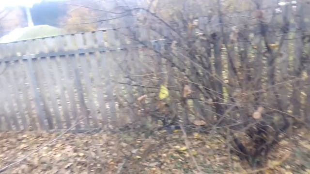 Обрезка роз и винограда осенью