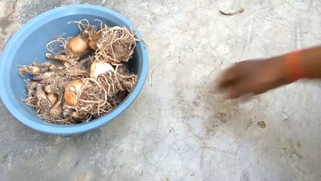 Growing and caring for Amaryllis lily, a beautiful perennial flowering plant смотреть онлайн