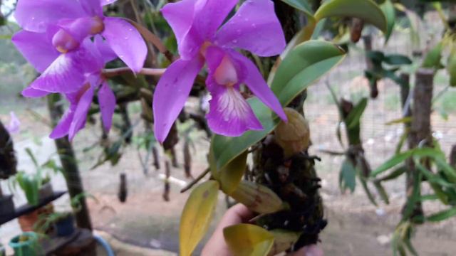 Cattleya nobilior ❤❤😍 смотреть онлайн